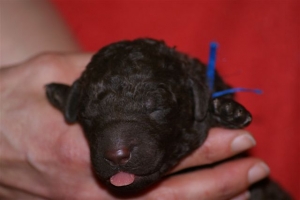 E-wurf_5 Tage alt 019 