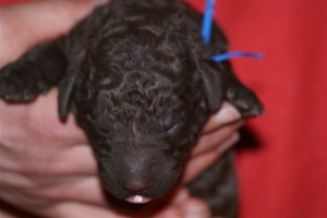 E-wurf_5 Tage alt 020 