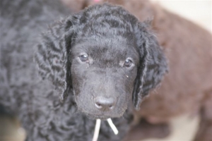 E-Wurf 6 Wochen alt 033 