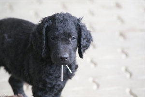 E-Wurf 6 Wochen alt 035   