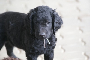 E-Wurf 6 Wochen alt 036   