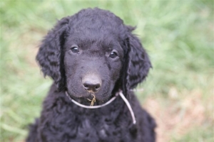 E-Wurf 6 Wochen alt 088   