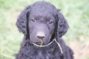 E-Wurf 6 Wochen alt 089   