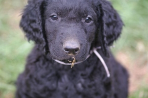 E-Wurf 6 Wochen alt 091   