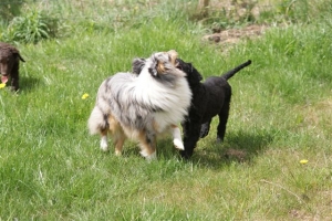 E-Wurf,8 Wochen alt 020 