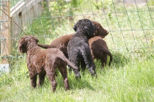 E-Wurf,8 Wochen alt 033 