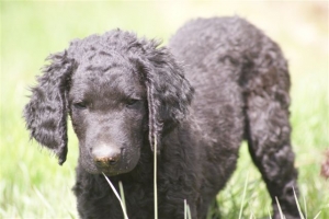 E-Wurf,8 Wochen alt 086 