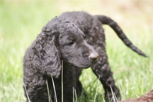 E-Wurf,8 Wochen alt 087 