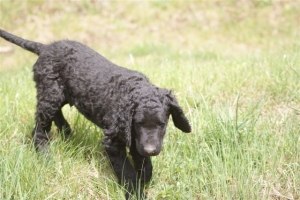 E-Wurf,8 Wochen alt 091 