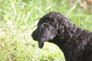 E-Wurf,8 Wochen alt 101 