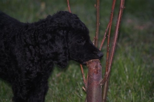 E-Wurf,8 Wochen alt 132 