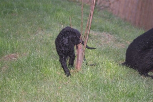 E-Wurf,8 Wochen alt 133 