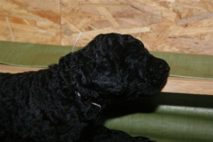 E-Wurf_20 Tage alt 006   