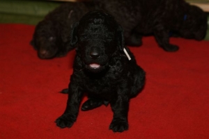 E-Wurf_20 Tage alt 031   