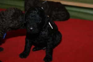 E-Wurf_20 Tage alt 032   