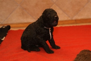 E-Wurf_20 Tage alt 045   