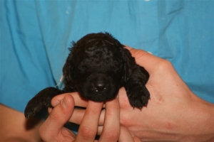 E-Wurf_22 Tage alt 003   