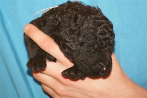 E-Wurf_22 Tage alt 005   