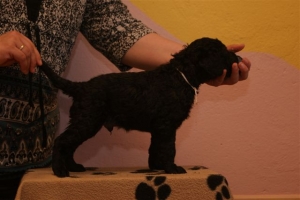 E-Wurf_28 Tage alt_Arnoldstein Cocker 005   