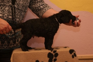 E-Wurf_28 Tage alt_Arnoldstein Cocker 006   