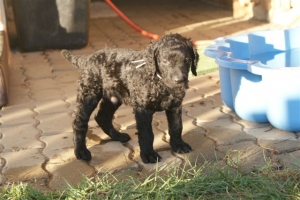 E-Wurf_28 Tage alt_Arnoldstein Cocker_5 Wochen alt 094   