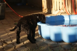 E-Wurf_28 Tage alt_Arnoldstein Cocker_5 Wochen alt 095   