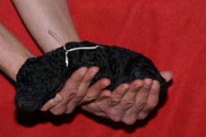 E-wurf_5 Tage alt 029   