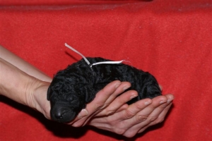 E-wurf_5 Tage alt 030   