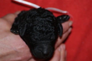 E-wurf_5 Tage alt 032   