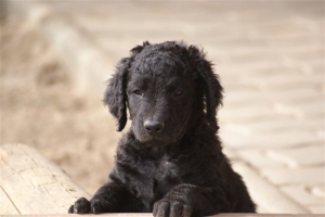 E-Wurf 6 Wochen alt 062 