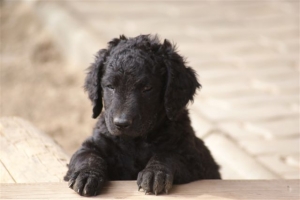 E-Wurf 6 Wochen alt 063 