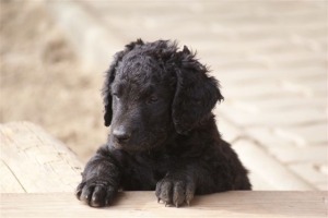 E-Wurf 6 Wochen alt 064 