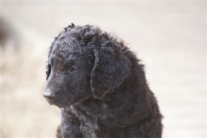 E-Wurf 6 Wochen alt 066 