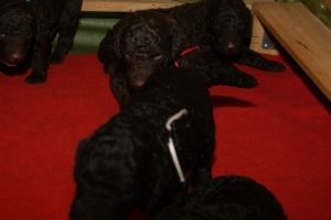 E-Wurf_20 Tage alt 023 