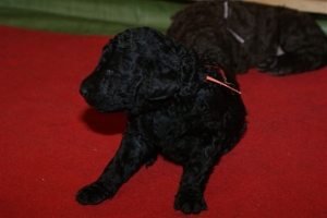 E-Wurf_20 Tage alt 025   