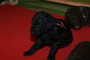 E-Wurf_20 Tage alt 026   