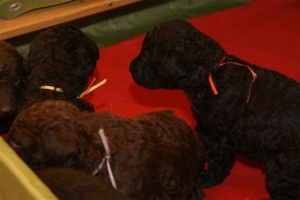 E-Wurf_20 Tage alt 039   