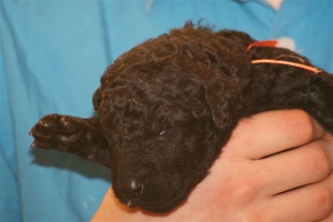 E-Wurf_22 Tage alt 013   