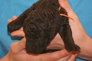 E-Wurf_22 Tage alt 014   