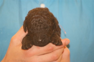 E-Wurf_22 Tage alt 015   