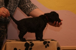 E-Wurf_28 Tage alt_Arnoldstein Cocker 003   