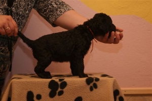 E-Wurf_28 Tage alt_Arnoldstein Cocker 004   