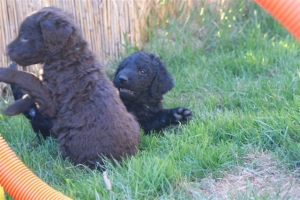 E-Wurf_28 Tage alt_Arnoldstein Cocker_5 Wochen alt 022   