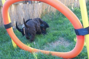 E-Wurf_28 Tage alt_Arnoldstein Cocker_5 Wochen alt 023   