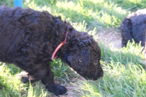 E-Wurf_28 Tage alt_Arnoldstein Cocker_5 Wochen alt 030   