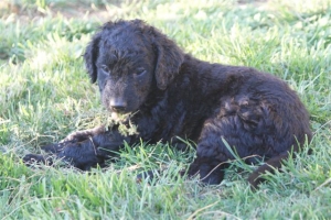 E-Wurf_28 Tage alt_Arnoldstein Cocker_5 Wochen alt 053   