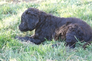 E-Wurf_28 Tage alt_Arnoldstein Cocker_5 Wochen alt 055   