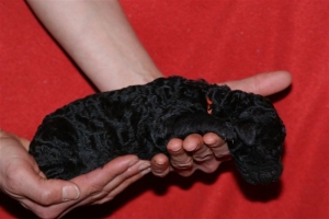 E-wurf_5 Tage alt 025 