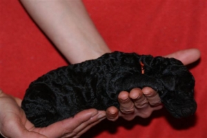 E-wurf_5 Tage alt 026 