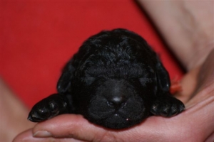 E-wurf_5 Tage alt 027 